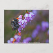 ソフト ポストカード (正面)