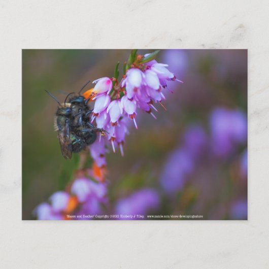 ソフト ポストカード (正面)