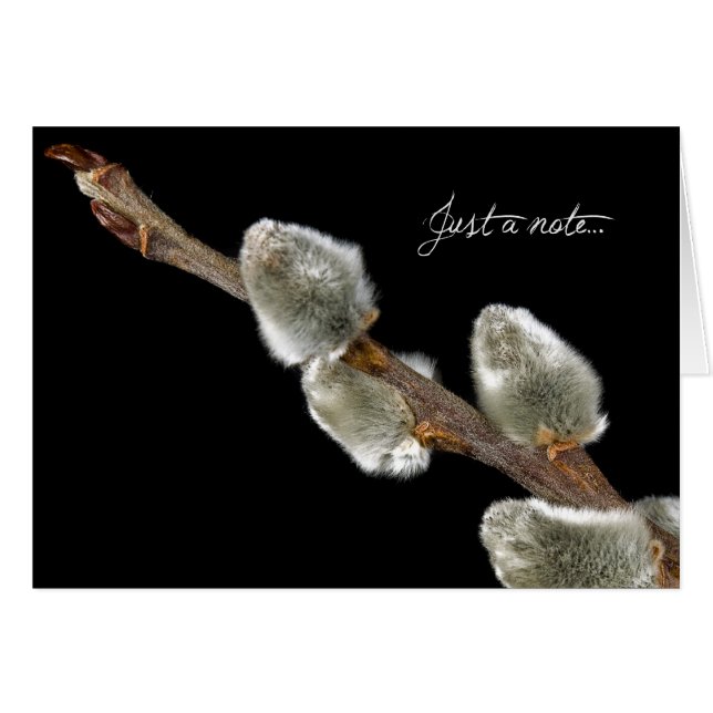 ソフトTouch (正面横)