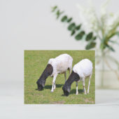 ソマリアの羊の放牧 ポストカード (スタンド正面)