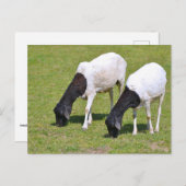ソマリアの羊の放牧 ポストカード (正面/裏面)