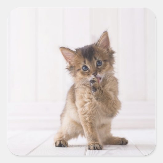 ソマリア舐める前足 スクエアシール (正面)