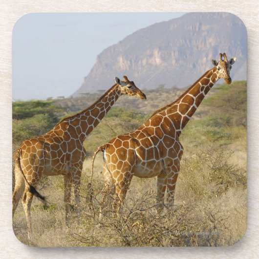 ソマリ族のキリン、Reticulatedキリン、Giraffa コースター (正面)