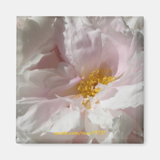 ソラージュ マグネット