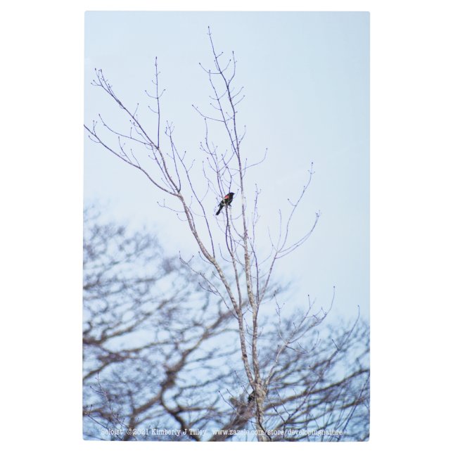 ソリスト メタルプリント (正面)