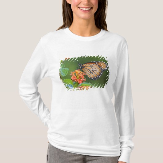 ソルジャー (Danaus eresimus) の蝶がエサを食べている Tシャツ (正面)