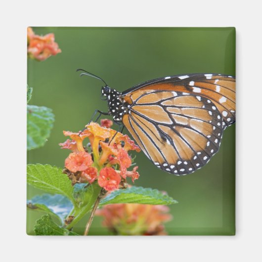 ソルジャー (Danaus eresimus) 蝶の給餌 マグネット (正面)