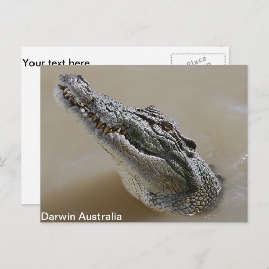 ソルトウォーターワニダーウィンはがき ポストカード (正面/裏面)