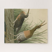 ソルトウォーター湿原ヘン – オードボンの鳥のアメリカ ジグソーパズル (横)