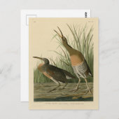 ソルトウォーター湿原ヘン – オードボンの鳥のアメリカ ポストカード (正面/裏面)