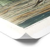 ソルトウォーター湿原Hen by Audubon Poster ポスター (角)