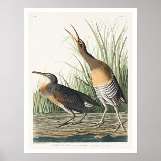 ソルトウォーター湿原Hen by Audubon Poster ポスター (正面)