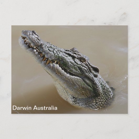 ソルトウォーターCrocodile Darwin Australia ポストカード (正面)
