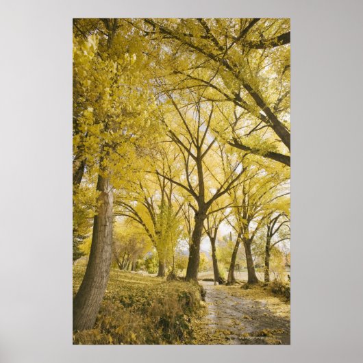 ソルトレークシティー、スガーハウス公園の森の中の道 ポスター (正面)