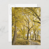 ソルトレークシティー、スガーハウス公園の森の中の道 ポストカード (正面/裏面)