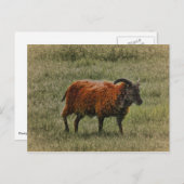 ソレイシープ ポストカード (正面/裏面)