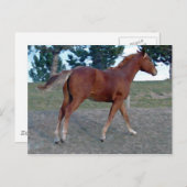 ソレル・イヤリング ポストカード (正面/裏面)