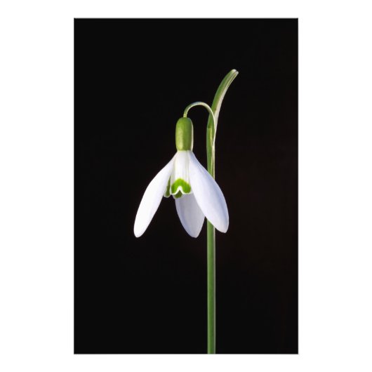 ソロの完成 フォトプリント            (正面)