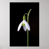 ソロの完成 ポスター (正面)