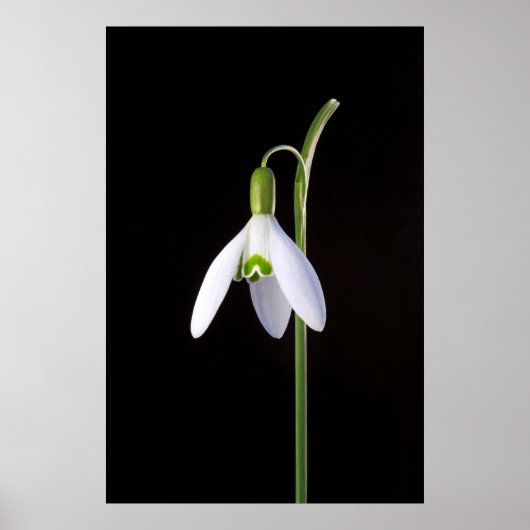 ソロの完成 ポスター (正面)