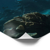 ソロスイミングシャーク ポスター (コーナー)