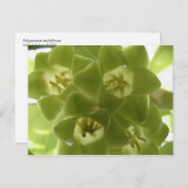 ソロモンの封印 ポストカード (正面/裏面)