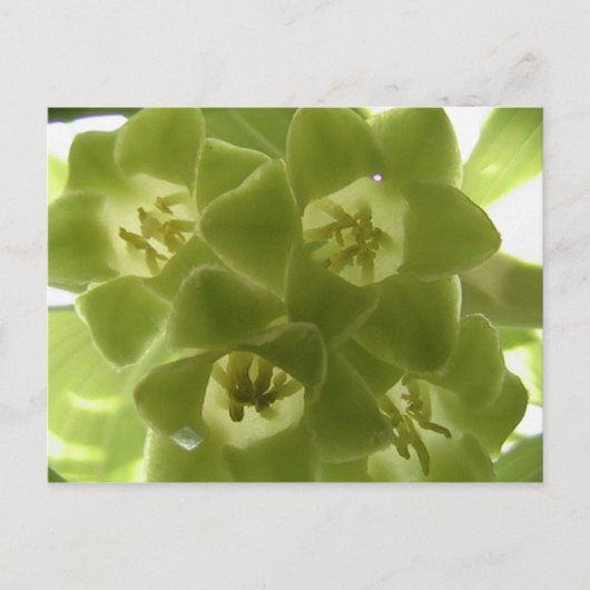 ソロモンの封印 ポストカード (正面)