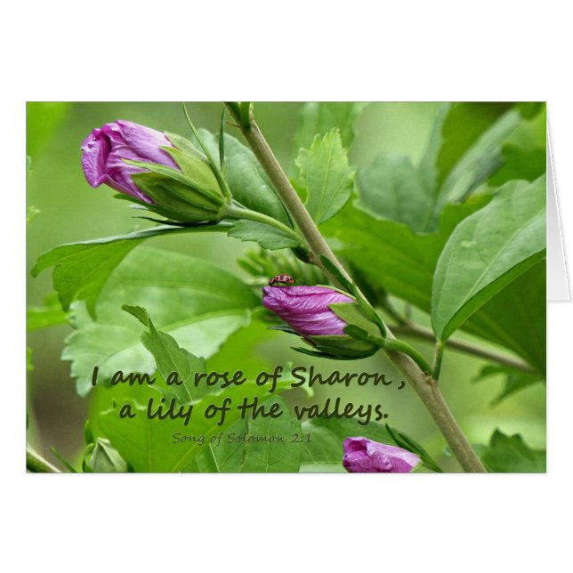 ソロモンの歌2:1 (正面横)