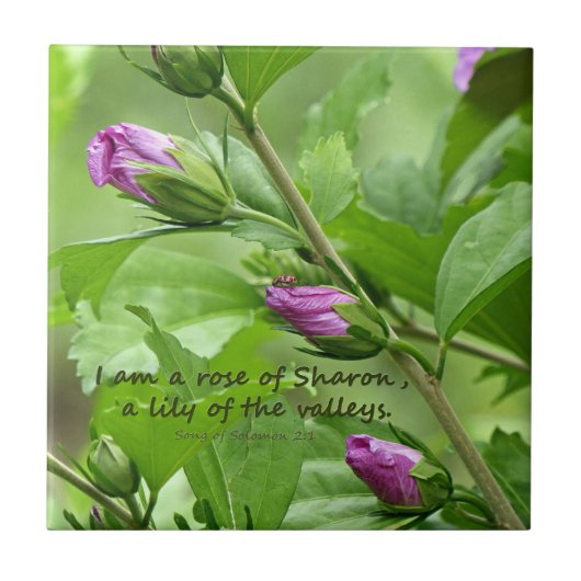 ソロモンの歌2:1 タイル (正面)