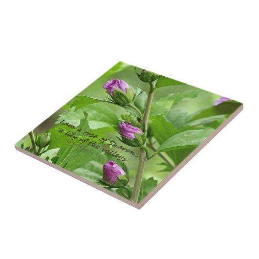 ソロモンの歌2:1 タイル (側面)