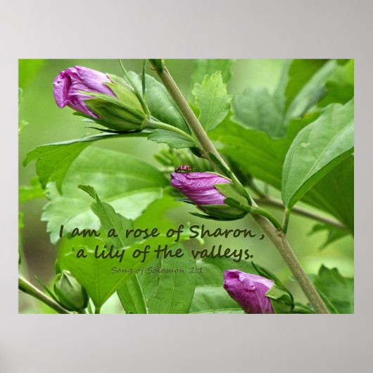 ソロモンの歌2:1 ポスター (正面)