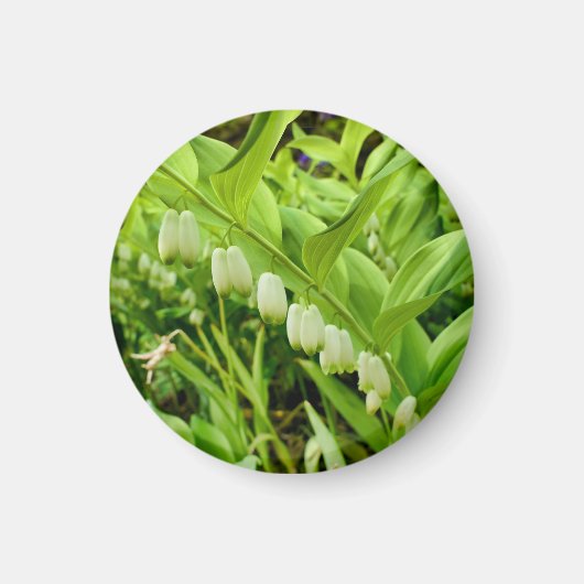 ソロモンシールマグネット マグネット (正面)