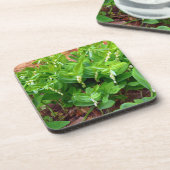 ソロモンズシール コースター (左側)