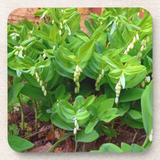 ソロモンズシール コースター (正面)