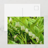 ソロモンズシール ポストカード (正面/裏面)