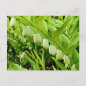 ソロモンズシール ポストカード (正面)