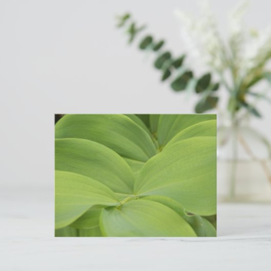 ソロモンズシール ポストカード (スタンド正面)