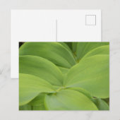 ソロモンズシール ポストカード (正面/裏面)