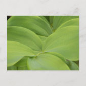 ソロモンズシール ポストカード (正面)