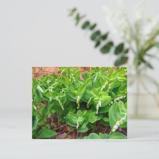 ソロモンズシール ポストカード (スタンド正面)