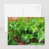 ソロモンズシール ポストカード (正面/裏面)