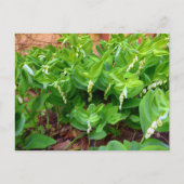 ソロモンズシール ポストカード (正面)