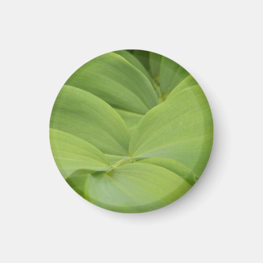 ソロモンズシール マグネット (正面)