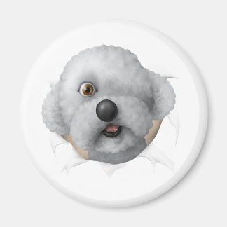 ソロモン栗 マグネット