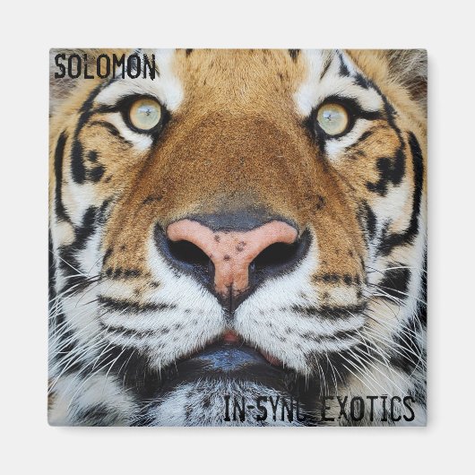 ソロモン – マグネット (正面)