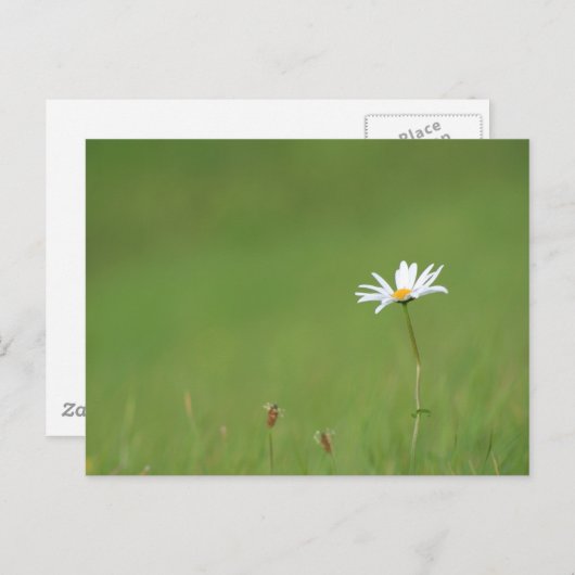 ソロ ポストカード (正面/裏面)