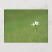 ソロ ポストカード (正面)