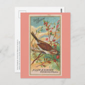 ソングスパロー ポストカード (正面/裏面)