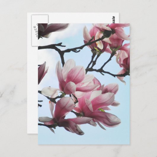 ソーサーマグノリアチューリップツリーフラワーフォト ポストカード (正面/裏面)