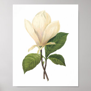 ソーサー・マグノリア(Magnolia soullangiana)by Redoute ポスター